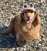 Ponのプロフィール画像